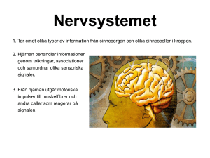 Myelin och Ranviers noder