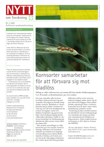 Kornsorter samarbetar för att försvara sig mot bladlöss