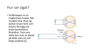 Hur ser ögat
