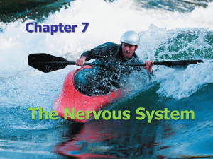 Essentials Ch 7 Nerves (3)